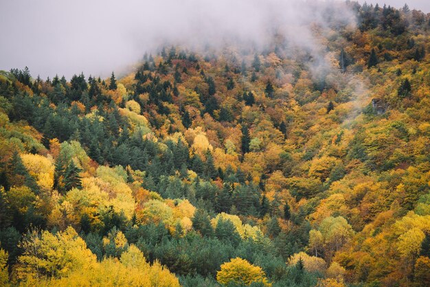 Nebeliger Bergwald im Herbst