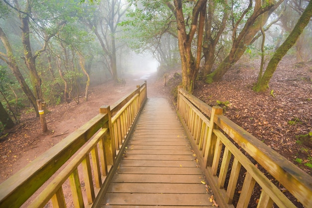 Nebeliger Laurisilva Wald in Anaga-Bergen, Teneriffa, Kanarische Insel, Spanien.