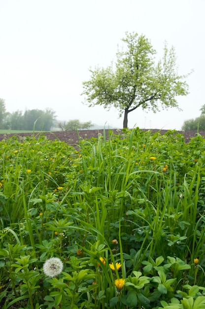 Nebeliger Maimorgen (taufeuchtes Gras im Vordergrund und einsamer Baum dahinter)