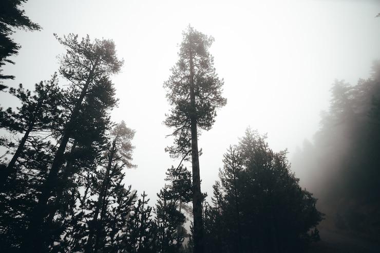 Foto nebeliger morgen ein wald mit vielen bäumen