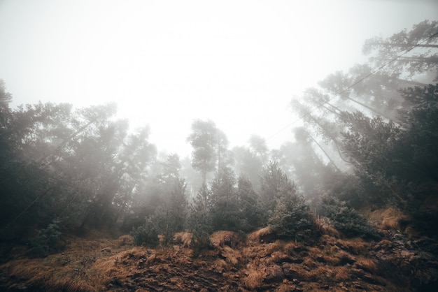 Nebeliger Morgen ein Wald mit vielen Bäumen