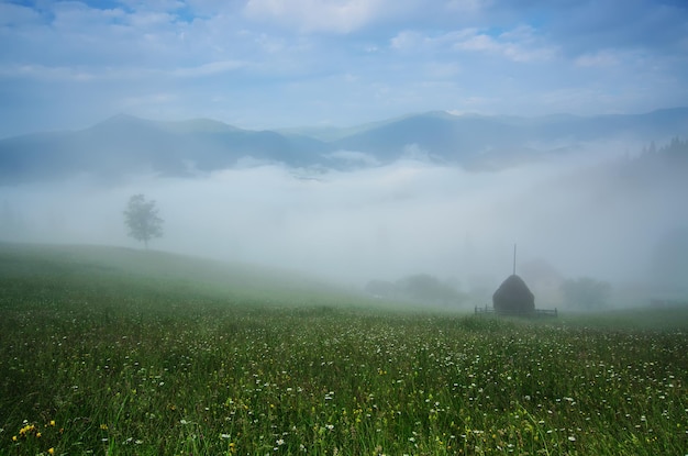 Nebeliger Morgen glänzende Sommerlandschaft mit Nebel und grüner Wiese