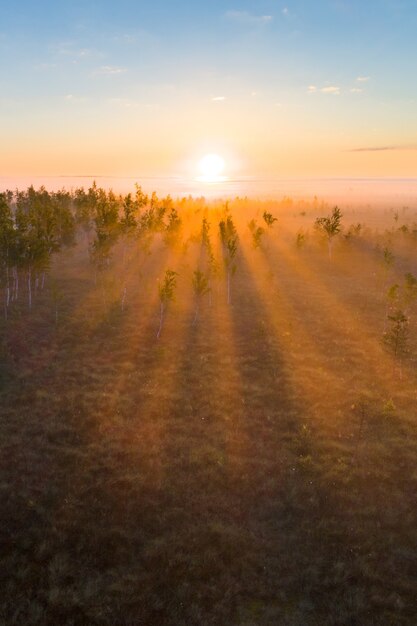 Nebeliger Morgen im einzigartigen Yelnya-Moor (Weißrussland)