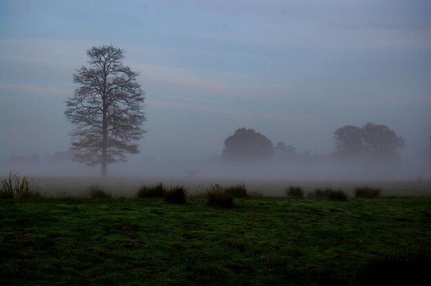 Foto nebeliger morgen