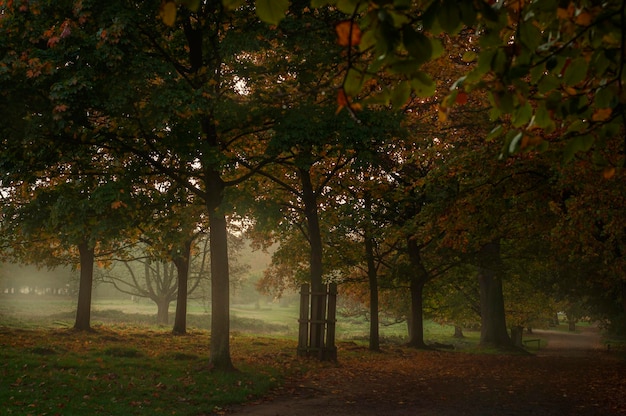 Foto nebeliger parkweg