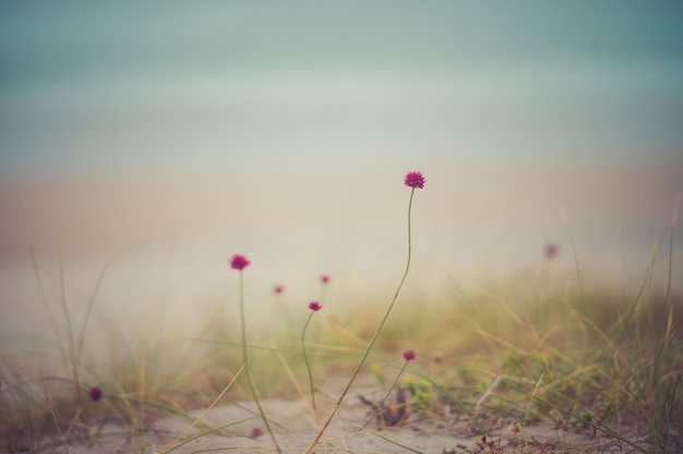 Nebeliger Tag am Strand