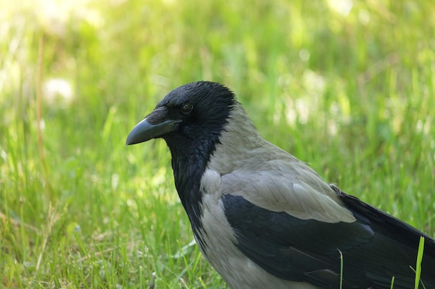 Nebelkrähe im Gras, Corvus Cornix hautnah