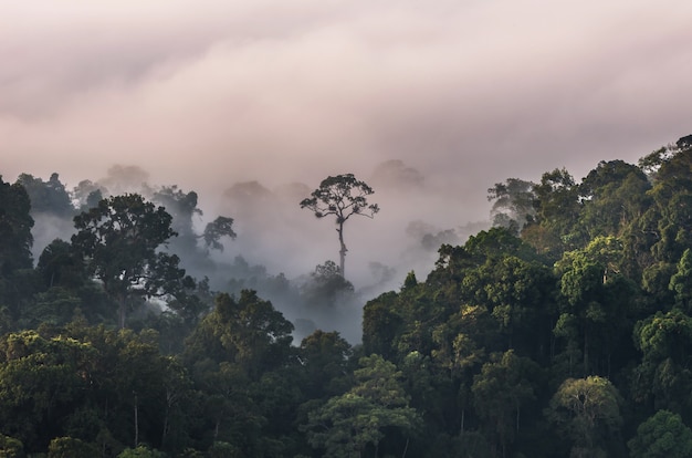 Nebelpanorama mit Bergkette am Aussichtspunkt PanoenThung in Kaeng Krachan