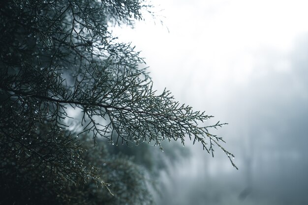 Nebelwald, Nebel- und Kiefernwald im Winter-Tropenwald, Nebel und Kiefer