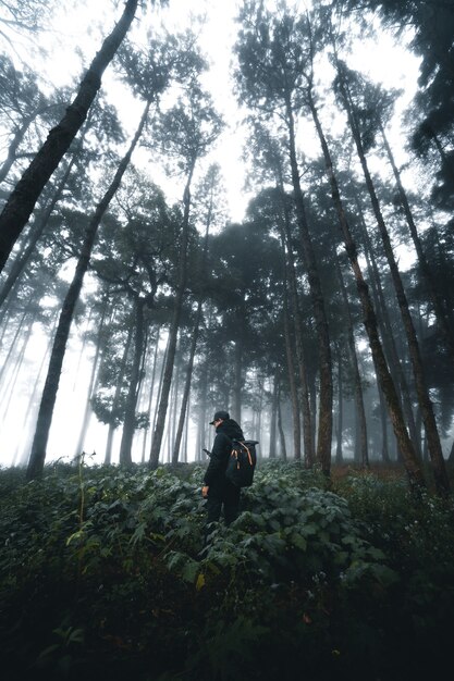 Nebelwald, Nebel- und Kiefernwald im Winter-Tropenwald, Nebel und Kiefer