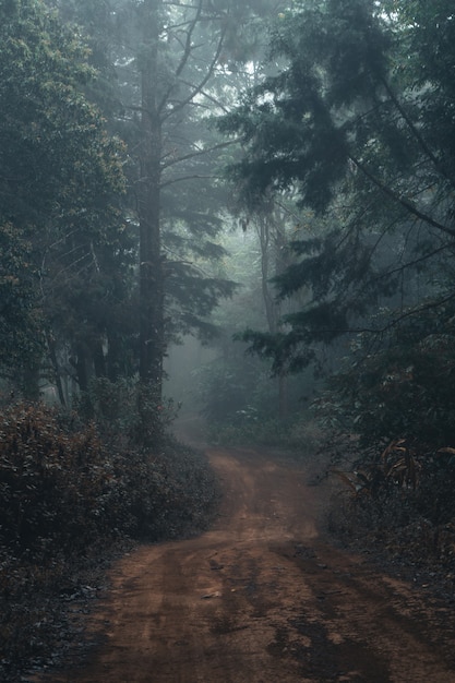 Nebelwald, Nebel- und Kiefernwald im Winter-Tropenwald, Nebel und Kiefer