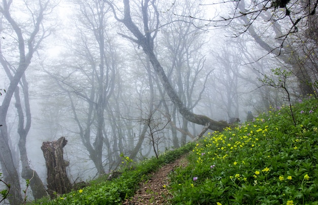 Nebelwald und blühende Lichtungen in den Bergen