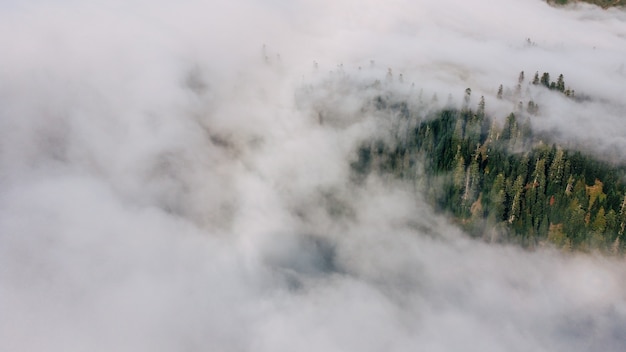 Nebelwaldantenne