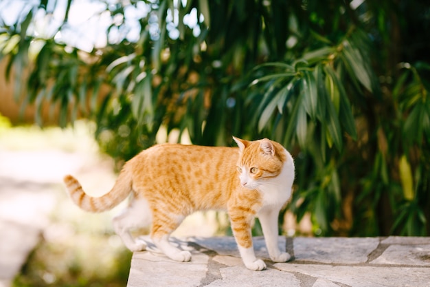 Neben den grünen Zweigen steht eine Ingwerkatze