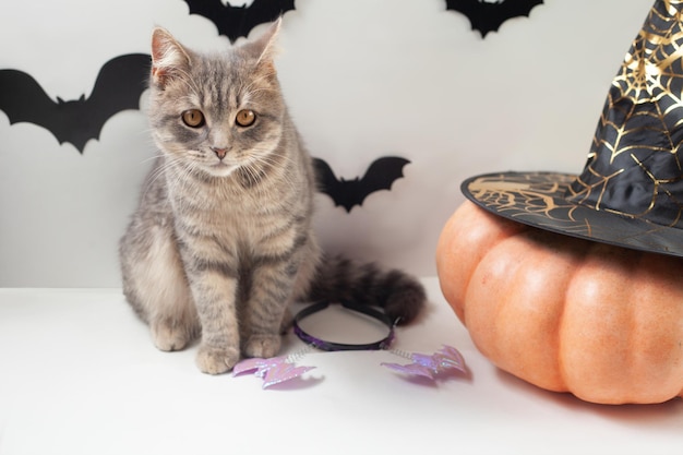 Neben einem großen Kürbis sitzt hinter den Silhouetten von Fledermäusen eine graue Katze auf dem Kürbishut