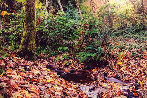 Nebenfluss im Wald