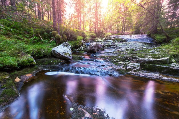 Nebenfluss im Wald