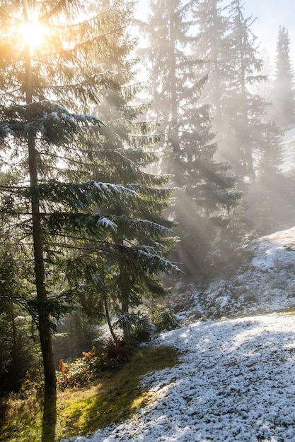 Neblige Landschaft des Morgens in einem Bergwald Sonnenstrahlen, die durch die immergrünen Kiefern- und Tannenzweige fließen Schmelzender erster Schnee