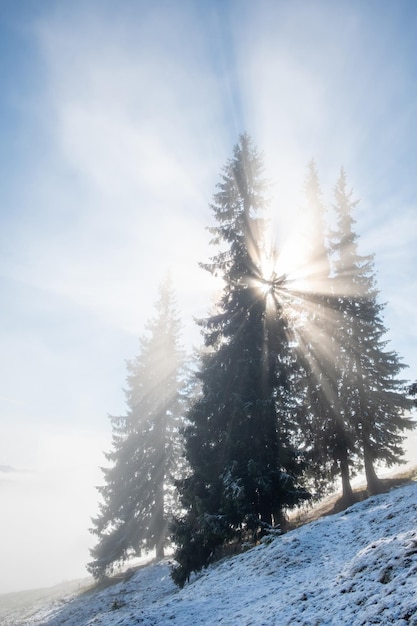 Neblige Landschaft des Morgens in einem Bergwald Sonnenstrahlen, die durch die immergrünen Kiefern- und Tannenzweige fließen Schmelzender erster Schnee