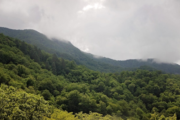 Neblige Landschaft mit Tannenwald im Hipster-Vintage-Retro-Stil. Nebel und Wolken am Berg. Wolken sitzen in Alpenbäumen