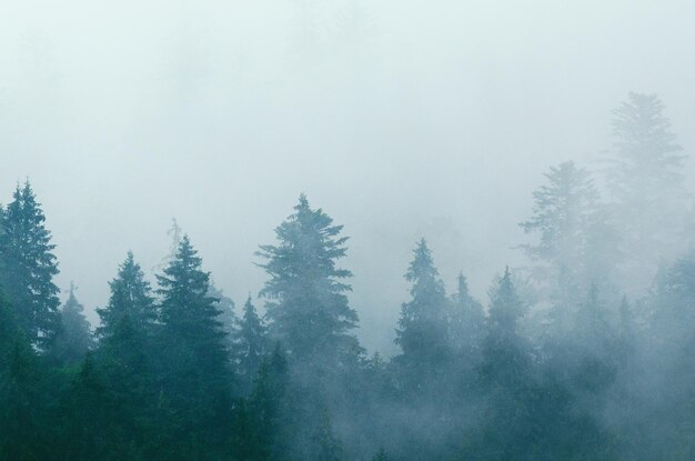 Neblige Morgensommerlandschaft mit Tannenbäumen, saisonaler Reisehippie-Hintergrund