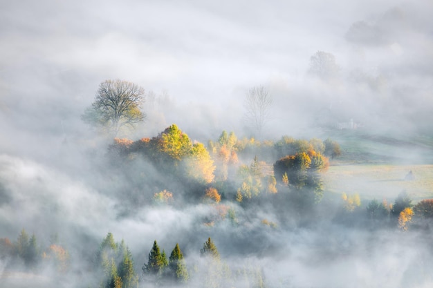 Neblige, neblige Herbstlandschaft mit Tannen und gelben Ahornbäumen im Waldgebirgstal