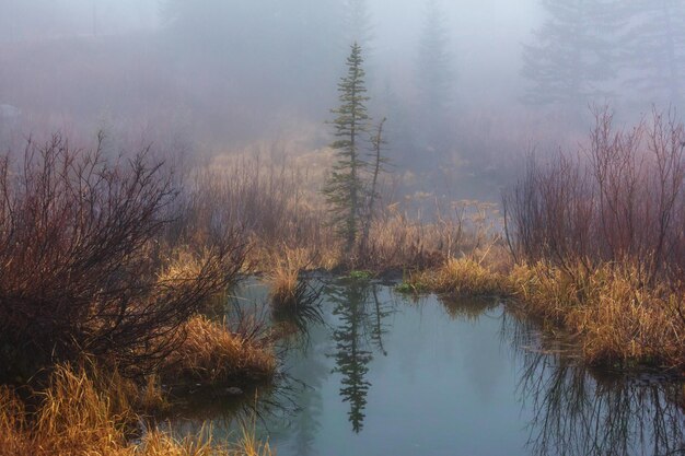 Nebliger Bergsee am frühen ruhigen Morgen in den Bergen.