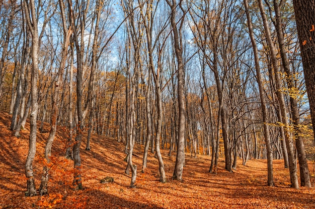 Foto nebliger herbstwald