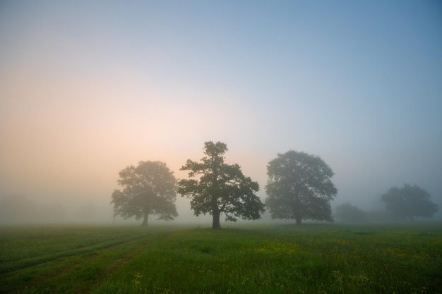 Nebliger Morgen auf einer Wiese mit Eichen