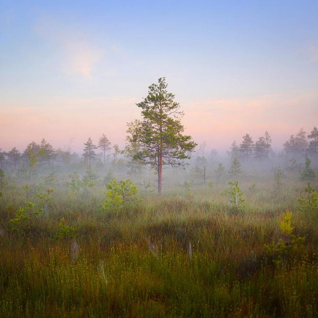 Foto nebliger morgen im yelnya-moor