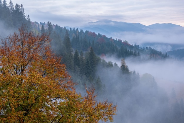 Nebliger Morgen in den Karpaten im Herbst Weißer Nebel über der verträumten Bergkette, die mit grünem Wald bedeckt ist