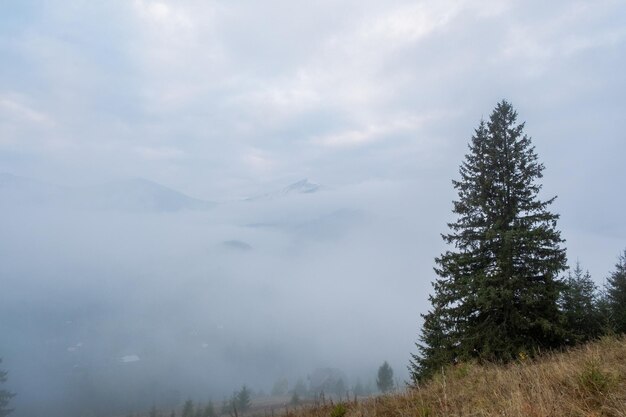 Nebliger Morgen in den Karpaten im Herbst Weißer Nebel über der verträumten Bergkette, die mit grünem Wald bedeckt ist