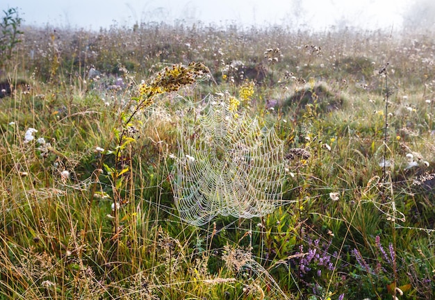 Nebliger Morgentau auf Bergwiese