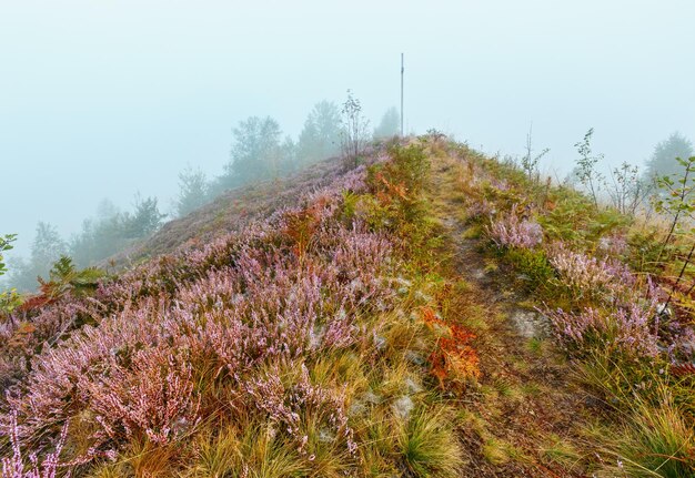 Nebliger Morgentau auf Bergwiese