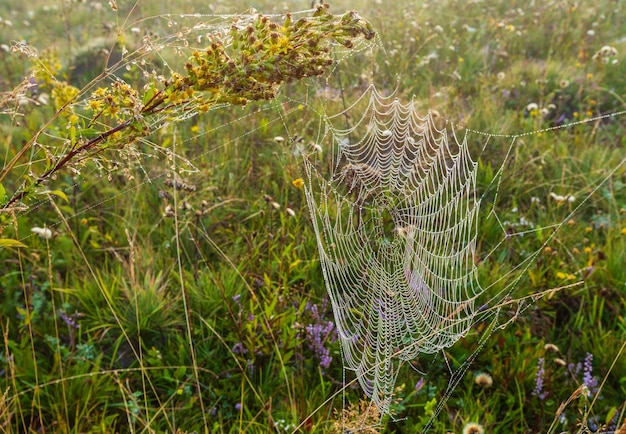 Nebliger Morgentau auf Bergwiese