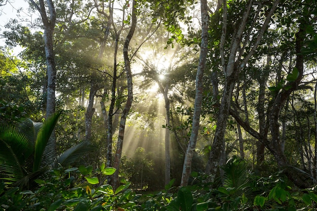 Nebliger Regenwald in Costa Rica, Mittelamerika