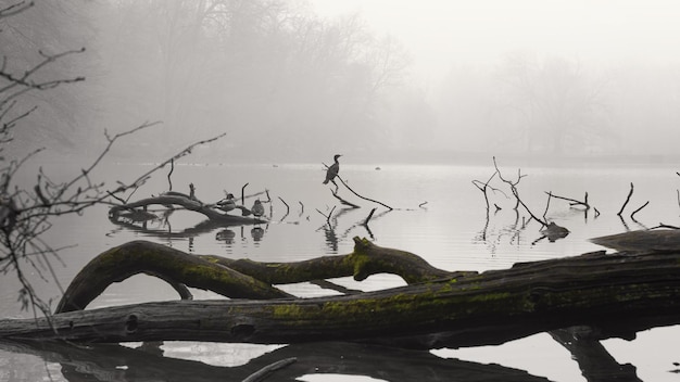 Nebliger See und Vögel, die auf Ästen sitzen