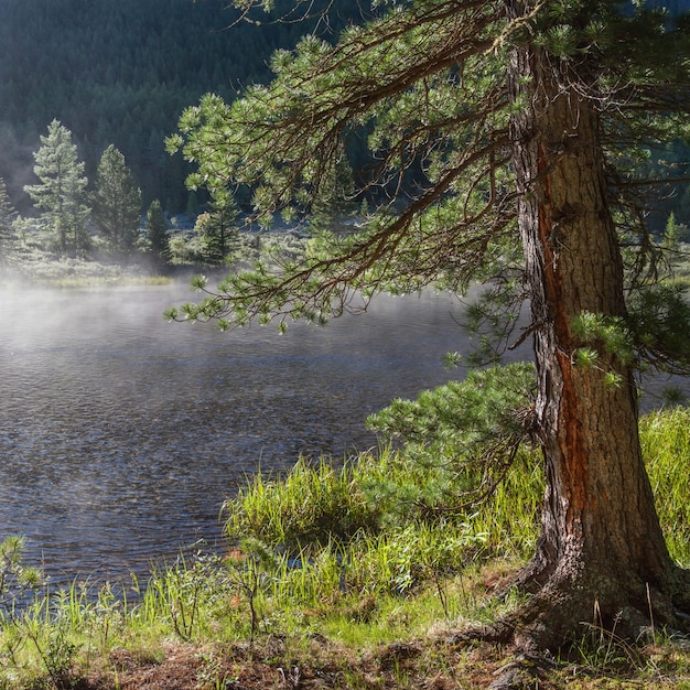 Nebliger Sommermorgen auf der Taiga