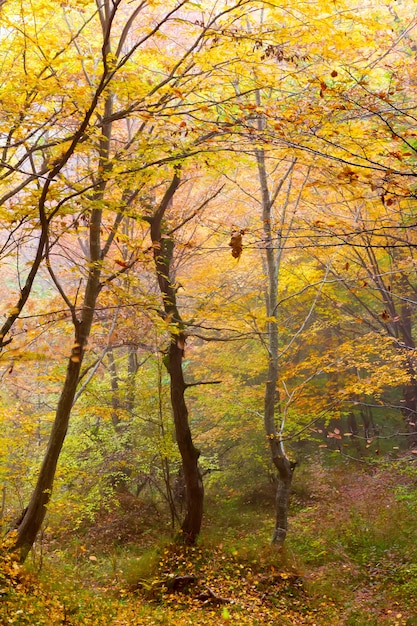 Nebliger Tag in einem bunten Herbstwald