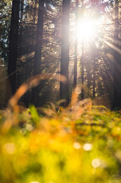 Foto nebliger wald bäume im wald in der slowakei regenwald-ökosystem und gesundes umweltkonzept nebliger morgen