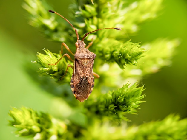 Nebulosa Rhaphigaster ou inseto-escudo mosqueado