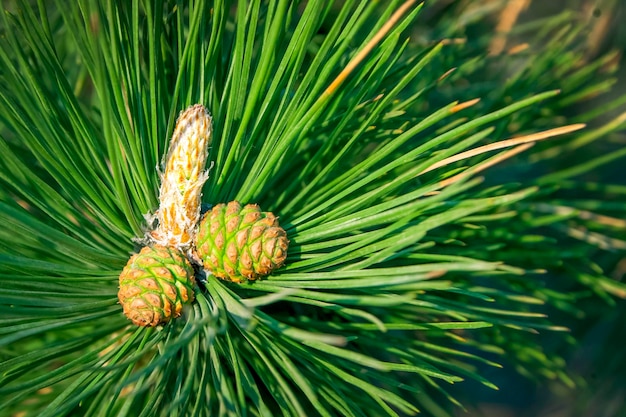 Necessidades de abeto e cones