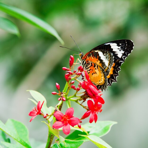 Néctar de mariposa