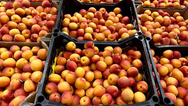 nectarinas maduras en cajas