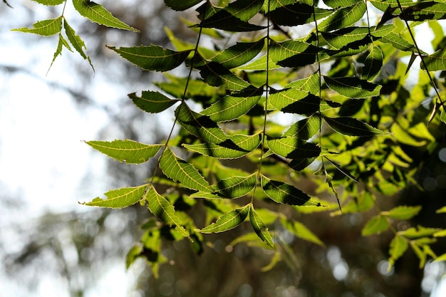 Neem-Baum-Blatt-Zweig