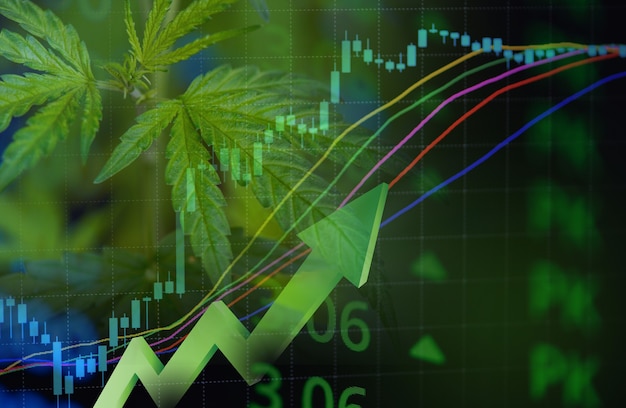 Negócio de cannabis com folhas de maconha e gráficos de ações sobre investimento de análise de negociação de bolsa de valores, finanças de maior valor comercial para remédios de maconha e tendências de aumento de lucro comercial