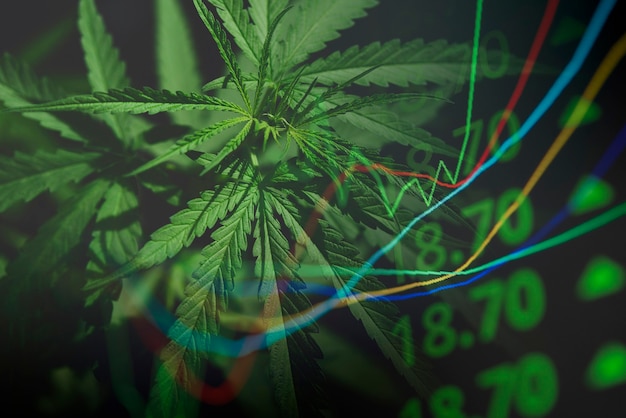 Negócio de cannabis com folhas de maconha e gráficos de ações sobre investimento de análise de negociação de bolsa de valores, finanças de maior valor comercial para remédios de maconha e tendências de aumento de lucro comercial