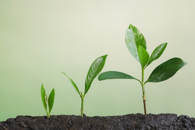 Foto negócios crescem, crescimento de plantas jovens