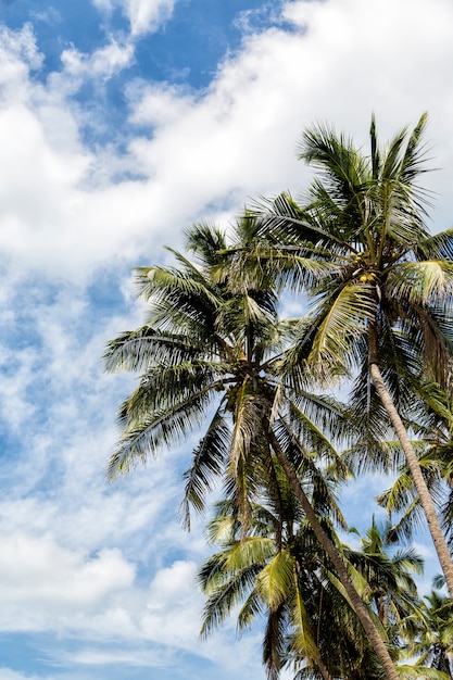 Negombo, Sri Lanka