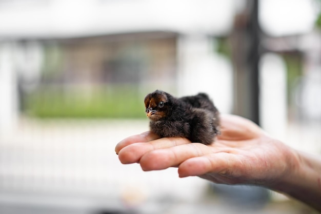 Negro adorable pollito Isbar en la mano del hombre humano en la luz exterior con fondo borroso